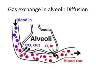 Alveoli the airs sacks at the end of the bronchioles