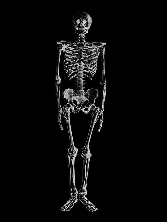 The Skeletal System Skeletal System The primary function is to form a solid framework of bones and connective tissues to