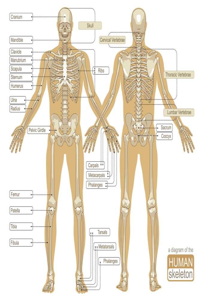 The Skeletal System Human Body s Bones The adult human skeleton is made up of 206