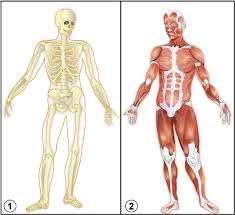 The Skeletal System The skeletal system and muscular system work in conjunction to allow our body to move.