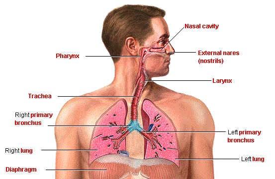 Respiratory System Nose, Nasal Cavity, and Middle Ear Larynx Lung and Bronchus Trachea, Mediastinum, and