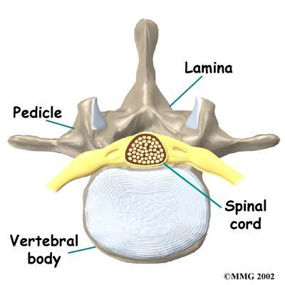 referred t as the nucleus, serves t dampen shck t the spine. Discs are numbered based n the tw vertebrae they cnnect.