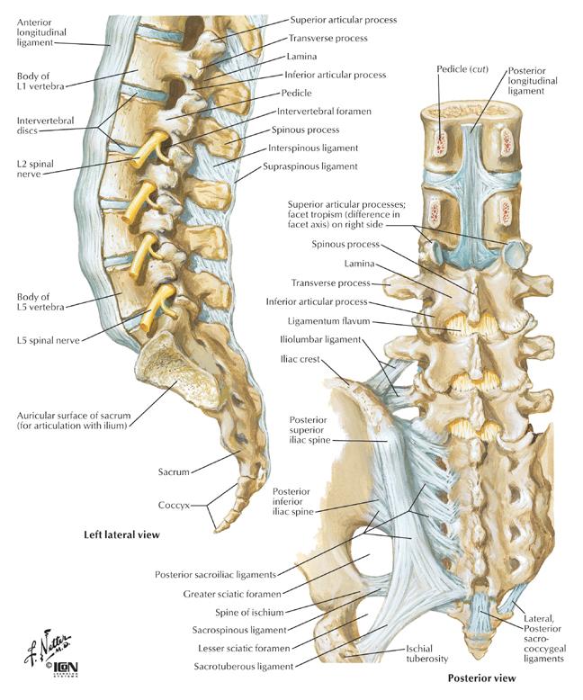 The low back ends where the lumbar spine meets the sacrum, which is a part of our pelvis.