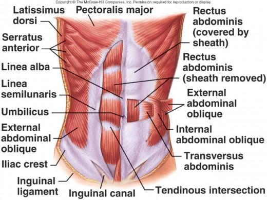 obliques, external obliques, rectus abdominis and to some extent the psoas can also play a role in spinal stability due to