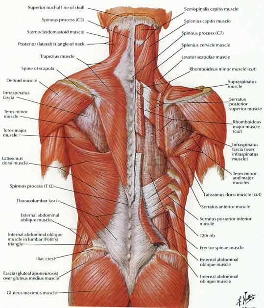 The posterior trunk musculature primarily consists of the multifidus, quadratus lumborum, and the collective group of