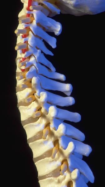 ABOUT YOUR SPINE The spine s vertebrae are held together by ligaments.