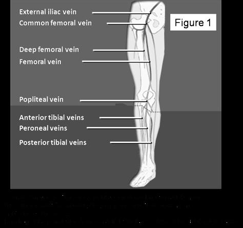 deep venous anatomy femoral-popliteal = proximal