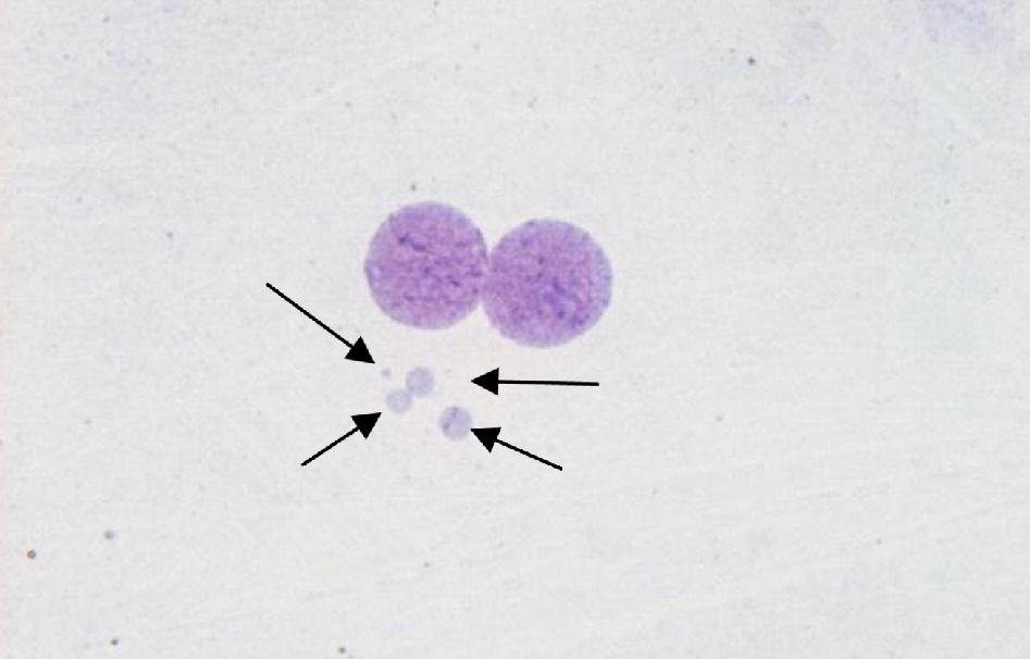 Staining intensity of the nucleus and cytoplasm is usually less than that observed in viable cells.