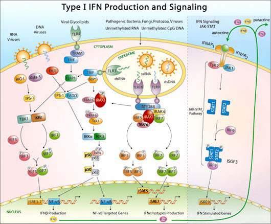 Mechanism of HBV reactivation during DAA treatment Invivo gen website HBV reactivation with DAA treatment Mechanism(s)?