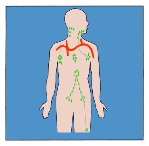 What are lymph nodes?