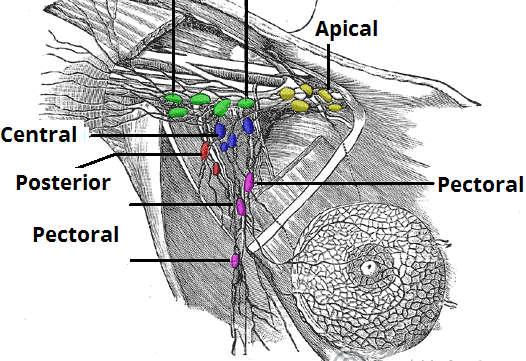Lymph Nodes The majority of the upper lymph nodes are located in the axilla They can be divided anatomically into 5 groups: Pectoral (anterior) 3-5 nodes, located in the medial wall of the axilla