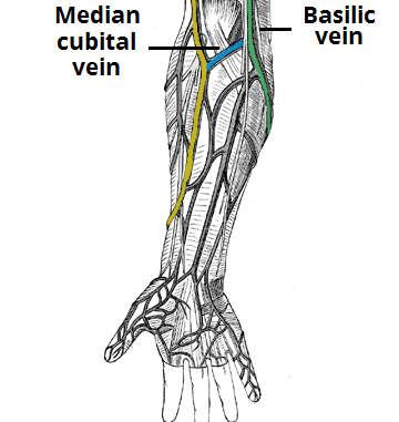 with the brachial veins to form the axillary vein Cephalic vein Arises from the dorsal venous network of the hand It ascends the
