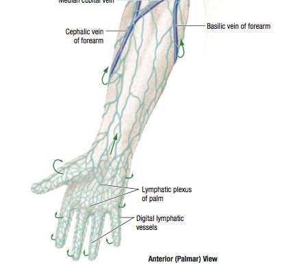 axillary vein At the elbow, the cephalic and basilic veins are