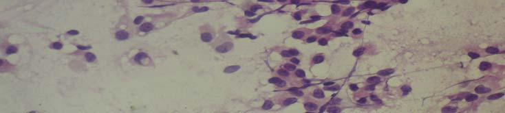 cytoplasm.