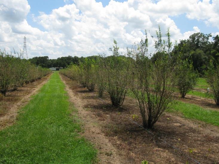 Pomegranate in Florida Production Challenges