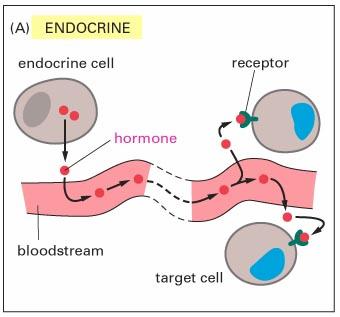 Endocrine regulation of cell growth insulin glucagon hcg