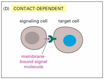 Contact-dependent regulation of cell growth contact inhibition (not in tumor cells) e.g. for corneal endothelial cells (after loss of contact TGFß2) e.