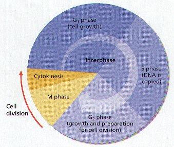 Model of the cell cycle G 0 phase G 1 without a
