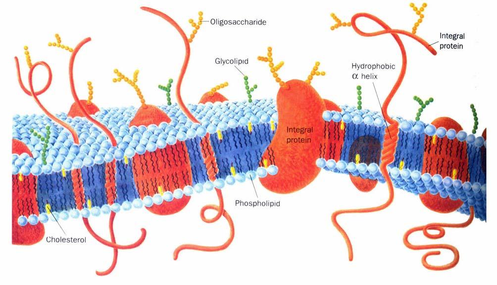 Model of the plasma membrane of animal cells (fluid mosaic model) extracellular integral & peripheral proteins glycolipids