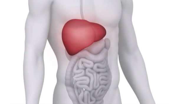 The Liver The liver performs over 500 functions including digesting our foods and processing chemicals from pollution, medications, alcohol and caffeine.