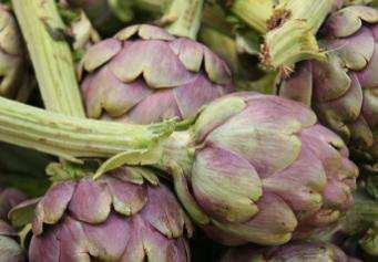 Globe artichoke (Cynara scolymus) Globe artichoke has a long history of use as a medicinal agent to relieve