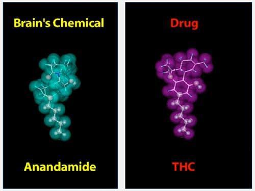 Main Effects of Marijuana Active ingredients: Delta-9 Tetrahydrocannabinol (THC), cannabidiol, tetrahydrocannabivarin Agonist to the cannabinoid (CB)