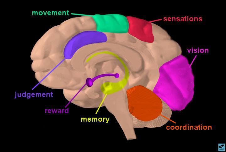 Major Brain Circuits Involved in Addiction Inhibitions Photo courtesy of the NIDA Web site.