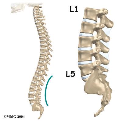 It is the body's main upright support. The back portion of the spinal column forms a bony ring.