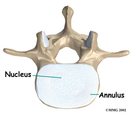 The center, called the nucleus, is spongy. It provides most of the ability to absorb shock.
