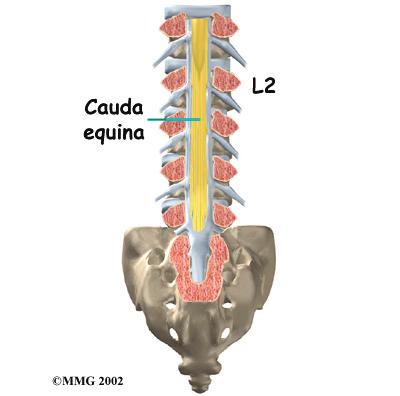 The Latin term for this bundle of nerves is cauda equina, meaning horse's tail.