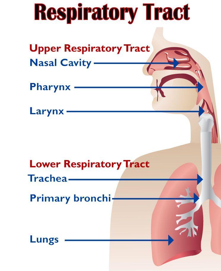 The organs of the respiratory system extend from the nose to the lungs and are divided into the upper and lower respiratory tracts.
