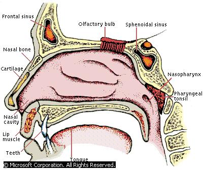 A. Nasal Passages The uppermost portion of the human respiratory system, the nose is a hollow air passage that functions in breathing and in the