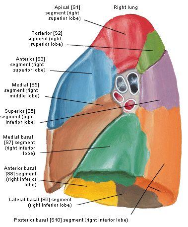 The bronchopulmonary segments of the Right Lung