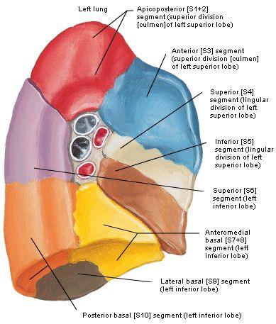 The bronchopulmonary segments of the Left
