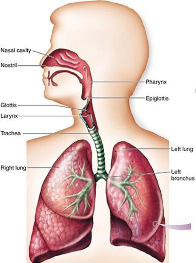 1 Chapter 10 Respiration Introduction/Importance of the Respiratory System All eukaryotic organisms need oxygen to perform cellular respiration (production of ATP), either aerobically or