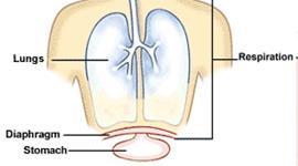 2 Lungs Gas exchange organs in air-breathing vertebrates and some other animals The lungs fill a large area of the human s chest cavity Each lung is divided into lobes; three on the right and two on