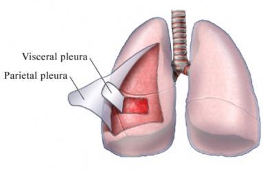 Visceral pleura inner pleura directly surrounding the lungs Parietal pleura outer pleura surrounding the lungs and which is in contact with the diaphragm and other organs of the chest cavity In