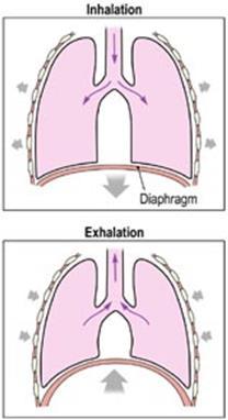 4 1. Breathing The movement of air in and out of the lungs. This is an involuntary process controlled by the respiratory center in the brain (medulla oblongata).