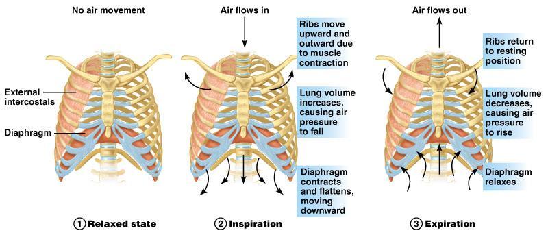 Two phases of breathing: Inhalation (Inspiration) The active phase of breathing that draws air into the lungs.