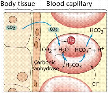 5 3. Internal Respiration (between blood and cells) The exchange of O 2 and CO 2 between the blood in the capillaries and the body cells.