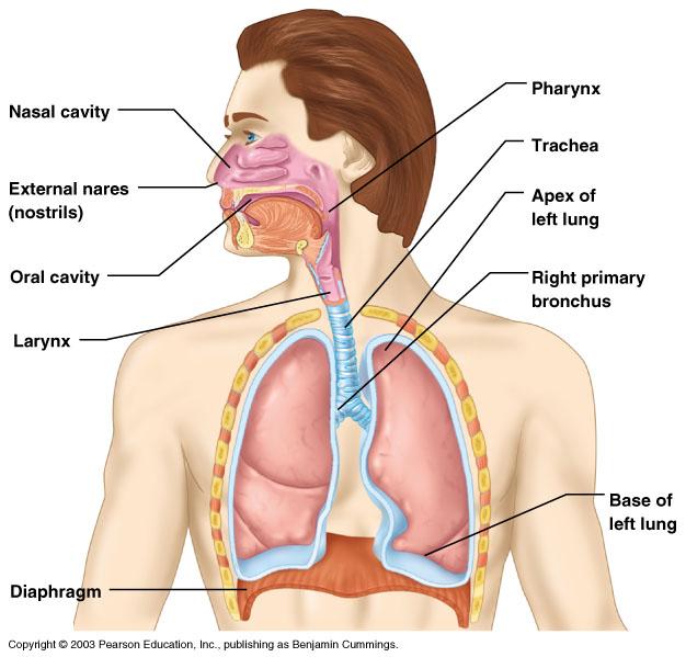 Organs of the Respiratory system Nose Pharynx