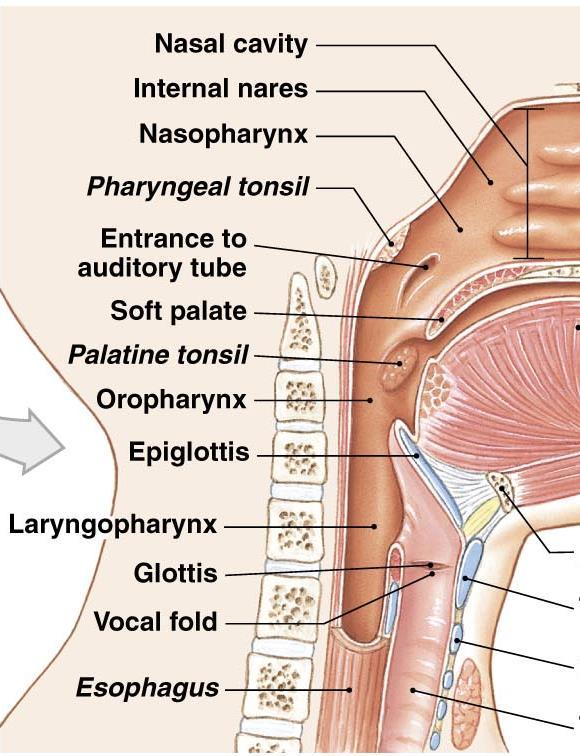 The Pharynx * A chamber shared by digestive and respiratory systems Extends from internal