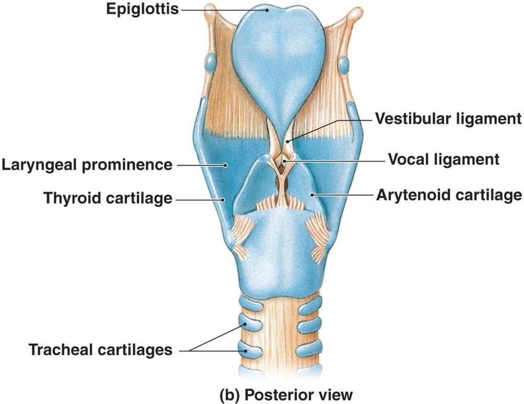 The Larynx The Epiglottis - Composed of elastic cartilage Ligaments attach to