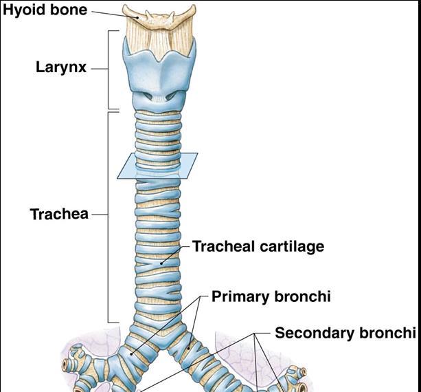 The Trachea The Trachea (windpipe) Extends from the cricoid cartilage into mediastinum: