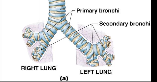The Bronchi The Primary Bronchi Right and left primary bronchi: Separated by an internal ridge