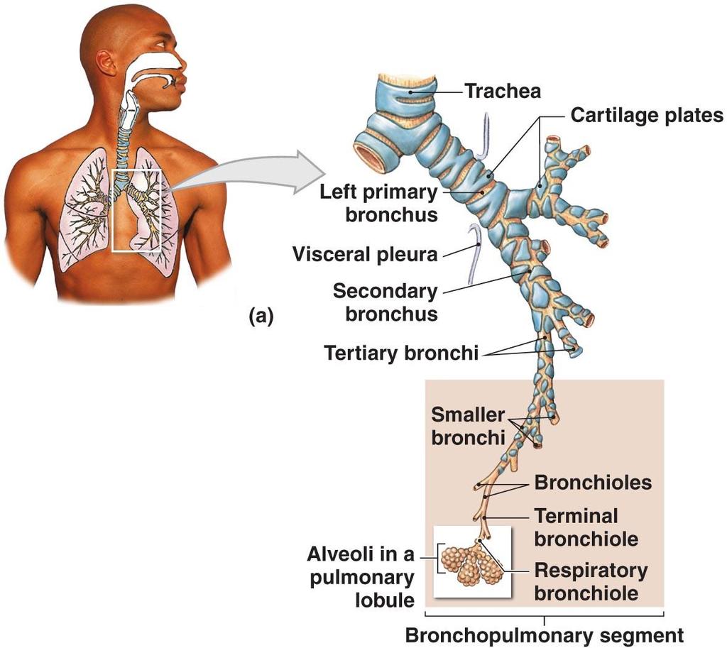 The Bronchial Tree and