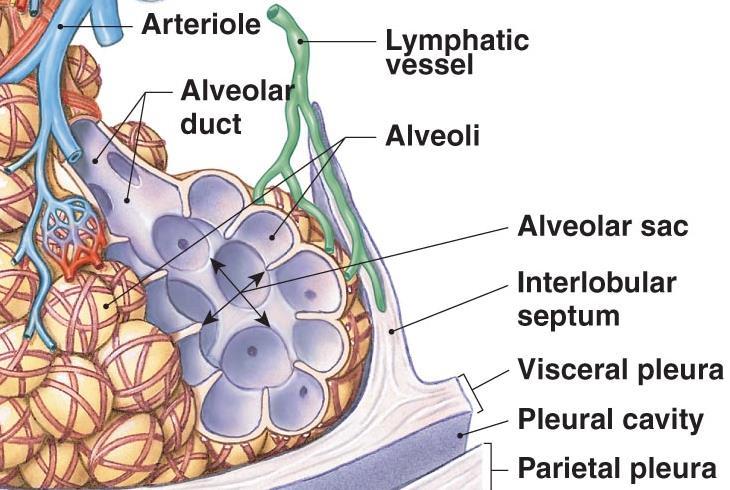 The Alveolar Ducts and Alveoli An Alveolus (150 million in each lung) Respiratory bronchioles are connected to alveoli along alveolar ducts Alveolar