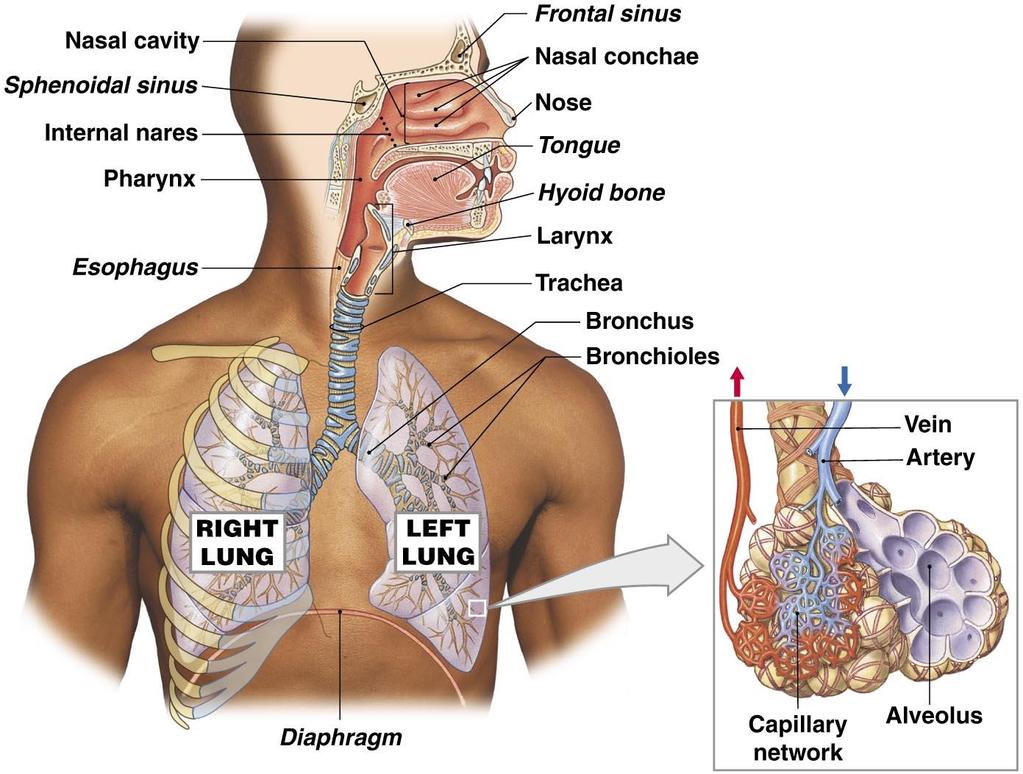 The Respiratory Tract Alveoli - air-filled pockets