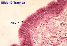 Respiratory Mucosa Mucous cells and mucous glands - produce mucus