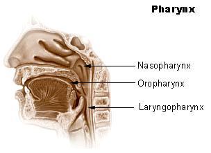 The nasopharynx is the portion of the pharynx that is posterior to the nasal cavity and extends inferiorly to the uvula.